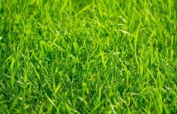 Dream Interpretation: Why do you dream about grass?