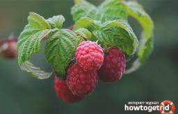 The benefits of raspberries and possible contraindications
